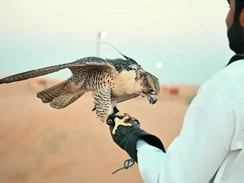 Safari di Mattina con Spettacolo di Falconeria
